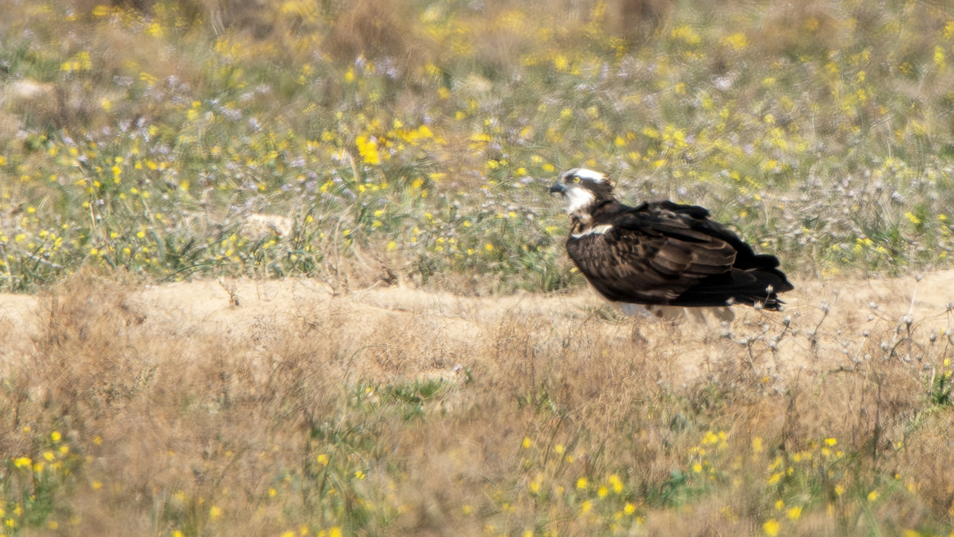 Osprey